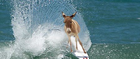 Whoa! Democrats Win Virtually EVERYTHING on Tuesday