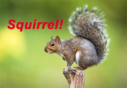 Lowering the Price of Eggs by Banning Transgender Athletes