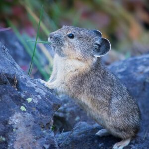 Trump's Patriotic Purge Comes For The American Pika